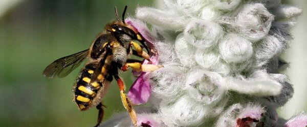 Anthidium manicatum