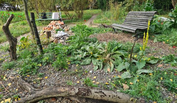 Trittsteinbiotop auf dem Gelände des Schul-Umwelt-Zentrums (SUZ) Berlin Mitte