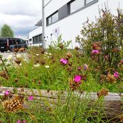 Naturnahes Firmengelände in Kleinmachnow (Brandenburg)