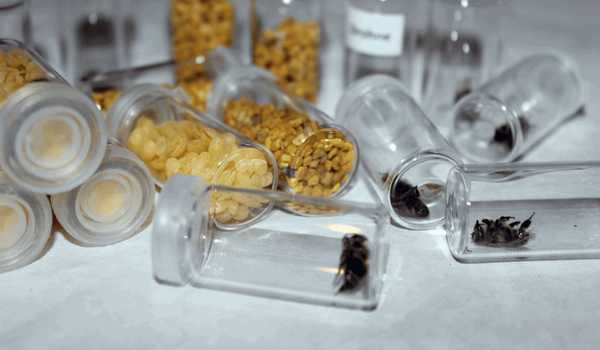 Bienenkoffer: Schaugläser mit Bienenpräparaten