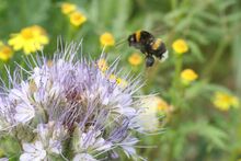 Dunkle Erdhummel (Bombus terrestris) Dunkle Erdhummel (Bombus terrestris)