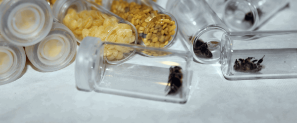 Bienenkoffer: Schaugläser mit Bienenpräparaten