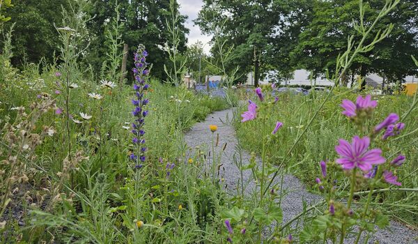 Naturnahe Fläche an der Lindauer Allee (Berlin-Reinickendorf)