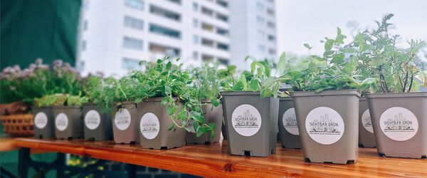 Heimische Wildpflanzen in der Thermometersiedlung in Steglitz-Zehlendorf (Berlin)