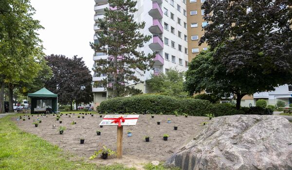 Eine Fläche in der Thermometersiedlung in Steglitz-Zehlendorf (Berlin) mit ausgestellten heimischen Wildpflanzen und Infotafel