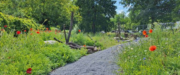 Heimische Stauden sind wesentlich für die naturnahe Gestaltung.