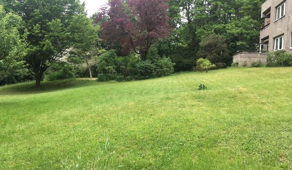 Stadtnatur: Fläche in Berlin-Steglitz, bevor Wiese angelegt wurde