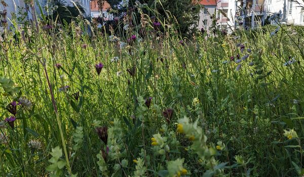 Stadtnatur: Wiese in Johannistal