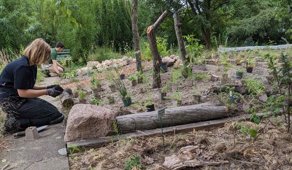 Zwei Personen bepflanzen eine Fläche auf dem Gelände des Schul-Umwelt-Zentrums (SUZ) Berlin Mitte mit insektenfreundlichen Pflanzen