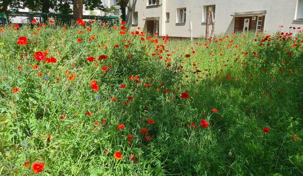 Naturnahe Fläche in Neukölln