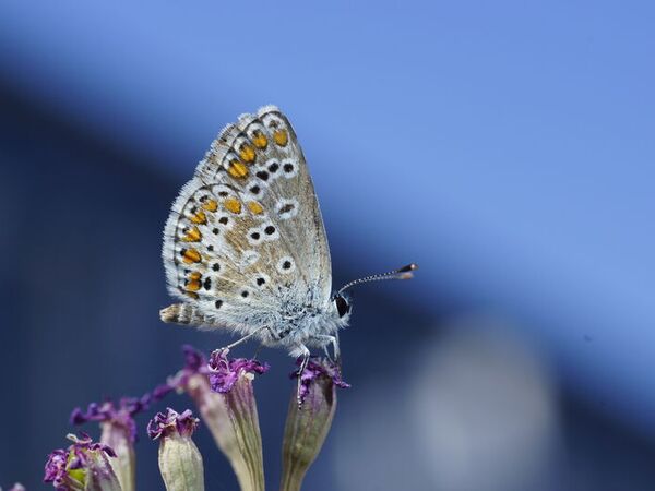 Kleiner Sonnenröschen-Bläuling (Aricia agestis)