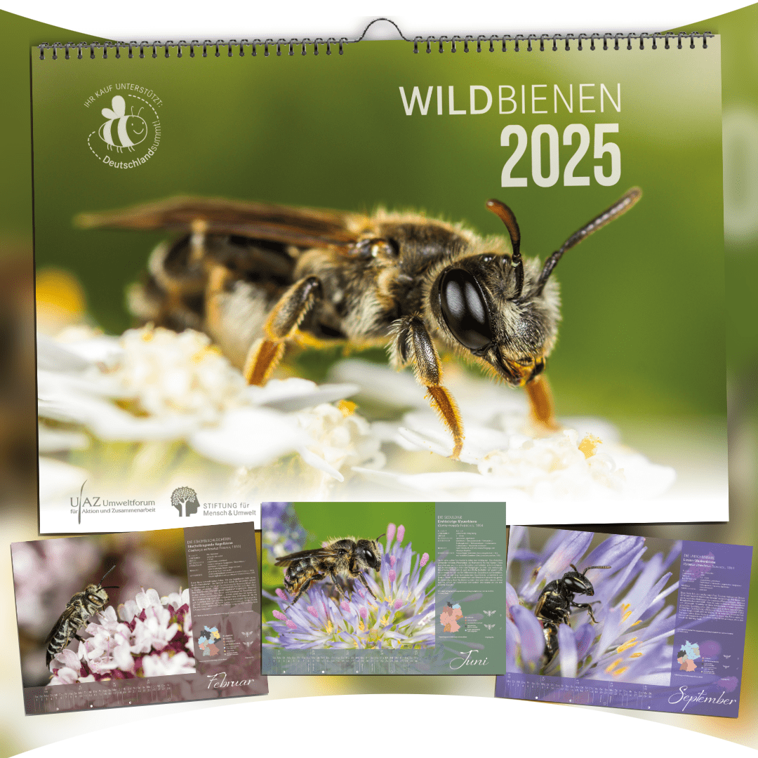 Wildbienenkalender 2025 Wildbienenkalender 2025