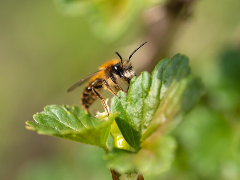 Fuchsrote Sandbiene (Andrena fulva)