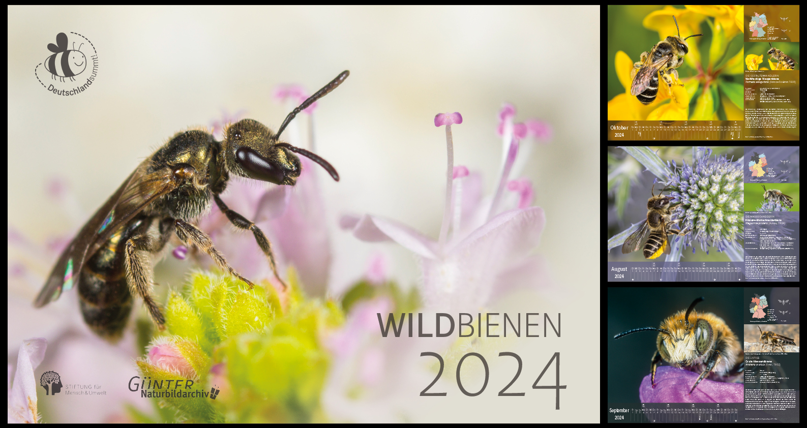Wildbienenkalender 2024, Vorschaubild Wildbienenkalender 2024, Vorschaubild